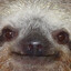 infamous_sloth
