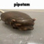 pipotam