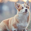 Welsh Corgi(웰시코기)