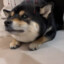 Shibaツ