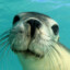 SealSniperGaming