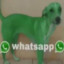 whatsapp dog