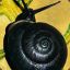 Black Snail Shell