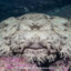 Wobbegong