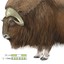 Muskox