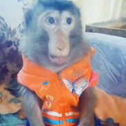 ranalda rush pochucho