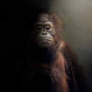Chill Orangutan