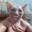 Gato Pelado con Sirrosis