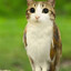 meowl