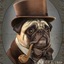 Mr. Pug