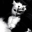 Котейка.キ