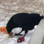 Chicken Nugget Dipping Crow