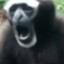 SirMonkey010