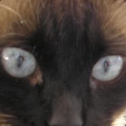 repalankas - steam id 76561197961185249