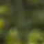 littledust