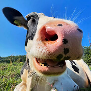 你锁头锁身子不如嗦我牛子