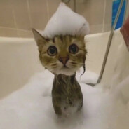 ганс трахенбюргер