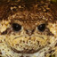 JABADEJABI