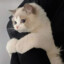 ♥ Amyr4ik ♥