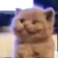 DanielDaCat