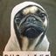 Thug the Pug