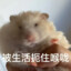 快乐肥宅PPM