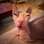 3ddie_L4nd0304