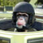 Tank Chimp