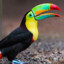 Tucan