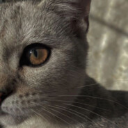 Кошечка