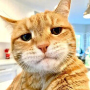 ک鋭刻｜純真·丁真一郎ﻝﮞ₁₁₇