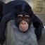 Chimpanther