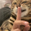 鱼吞吞