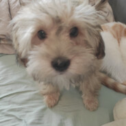 遇见她如春水映梨花