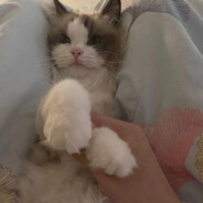 赖皮钩子不长毛