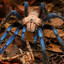 sleeping taranTULA