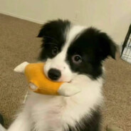 本当にかわいい