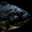 𝙳𝙰𝚁𝙺FISH
