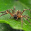 Wolf Spider