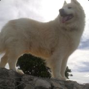 DbL - steam id 76561197969262990