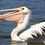 Pelicans are Racist