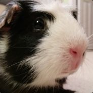 Guinea Hamster Pig