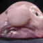 Blobfish