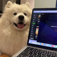 samoyeye