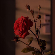 落花流水终须伤