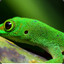 Green_Gecco
