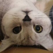 翻斗花园牛爷爷