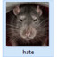 ratkfc0