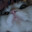 LaGGeRFeeD_2015