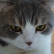 teddyboy - steam id 76561197960794592